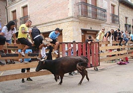 Uno de los encierros celebrado en Torquemada durante las fiestas del año pasado.