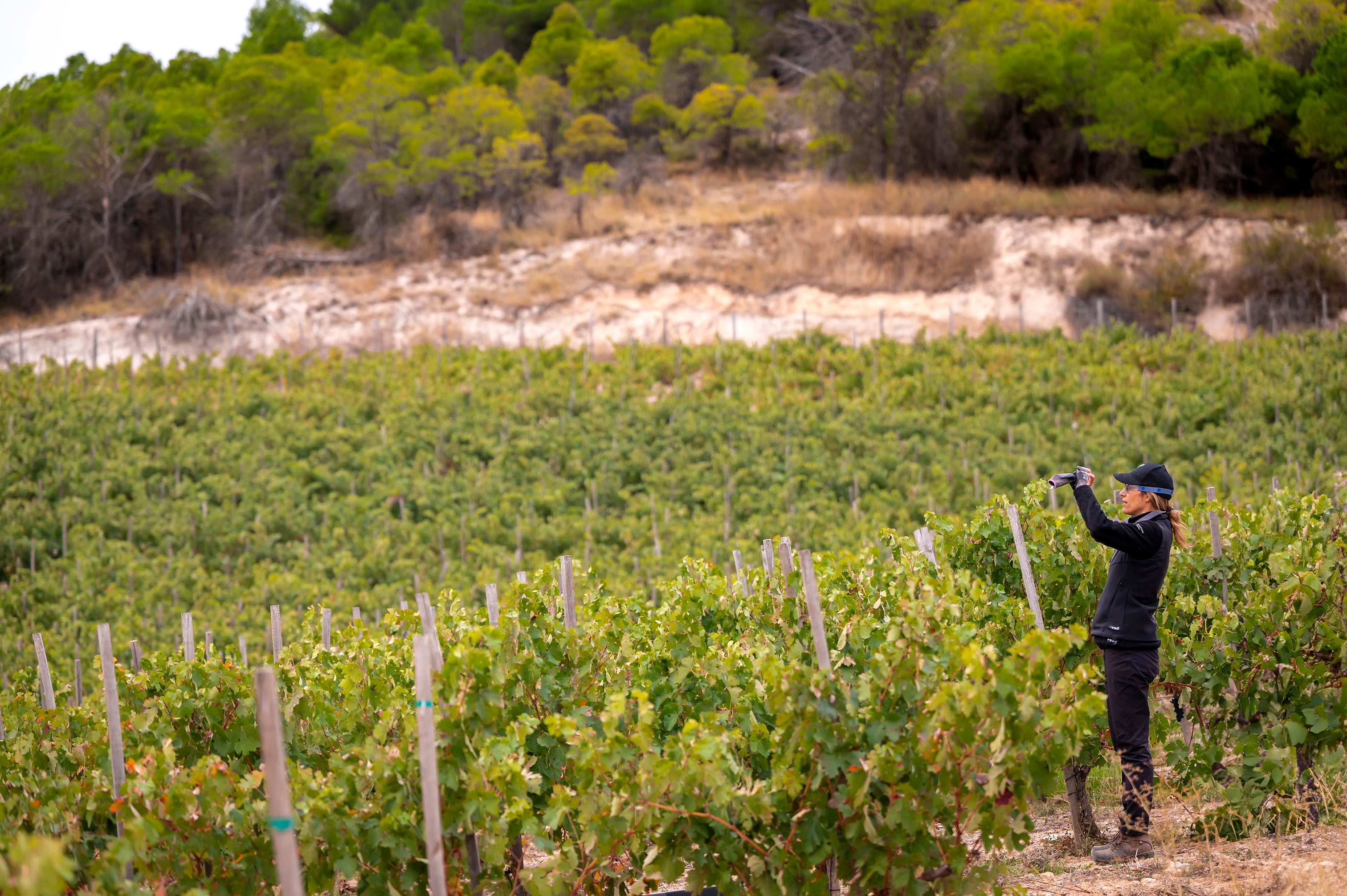 Elena Rivilla, responsable de viticultura de la bodega.