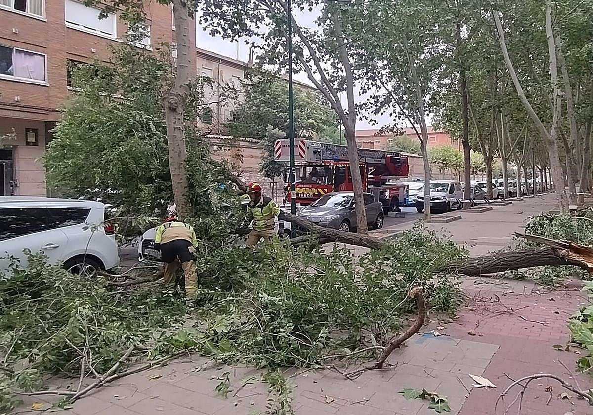 Intervención por caída de ramas en el paseo Prado de la Magdalena.