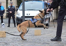 Perro de la Unidad Canina de la Policía Local, el día de su presentación en la Plaza Mayor.
