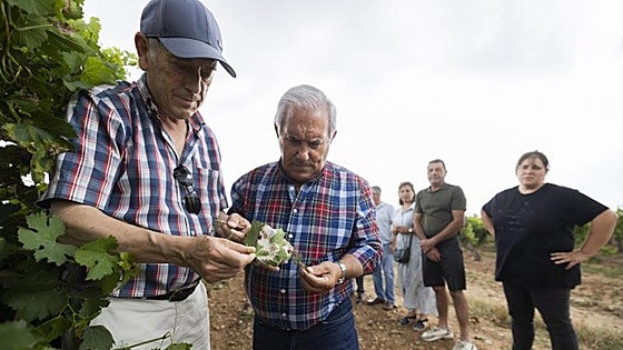 El mildiu dejará en algunas zonas descensos de hasta el 20% en la próxima vendimia