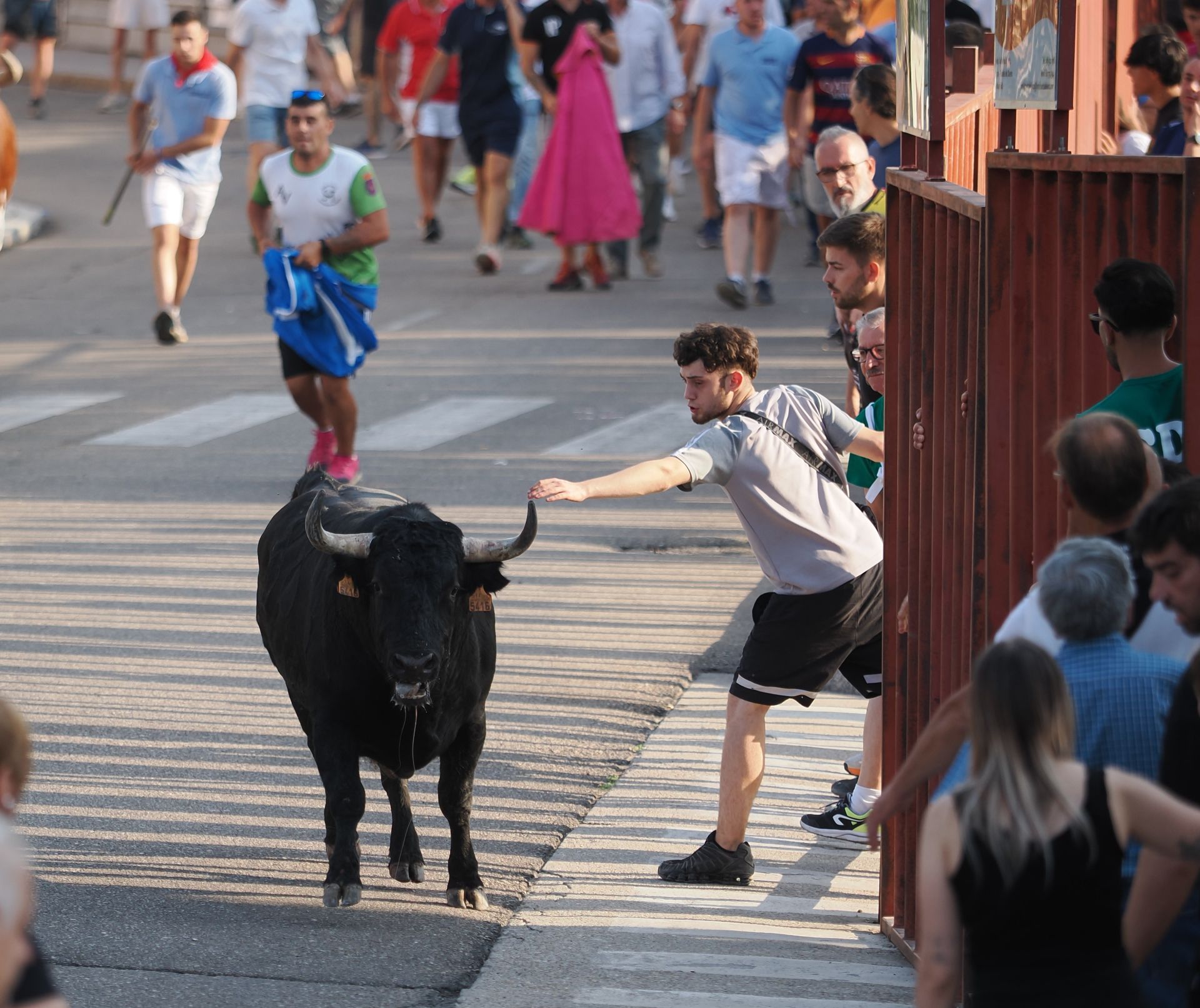 Las imágenes del encierro de Tudela de Duero de este viernes