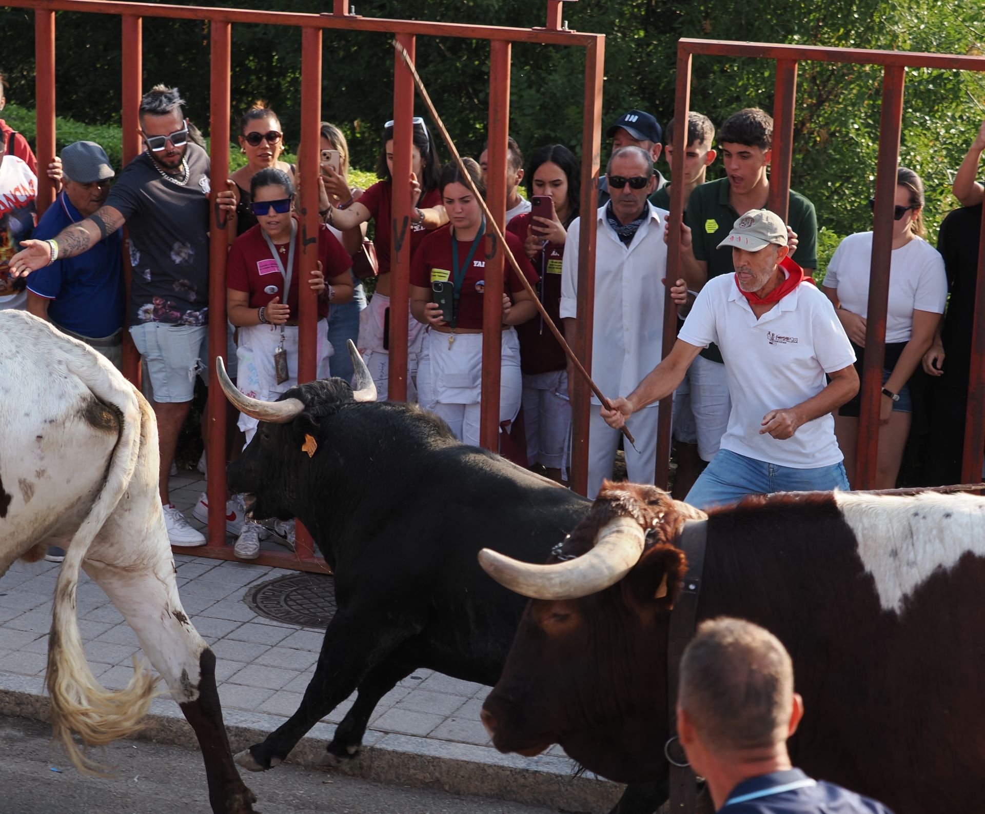 Las imágenes del encierro de Tudela de Duero de este viernes