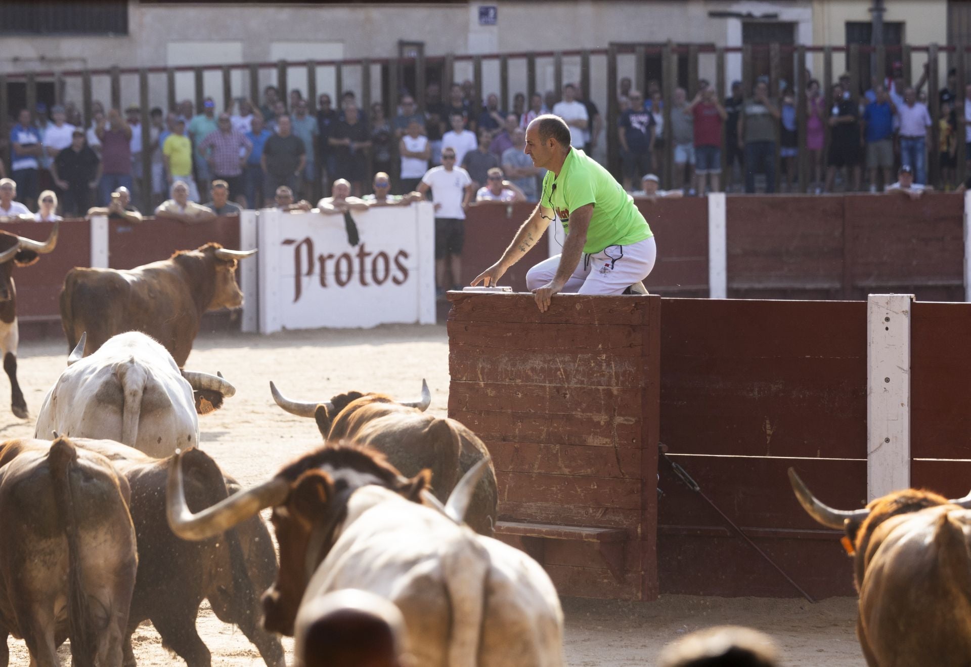 Las imágenes del encierro de Peñafiel de este viernes