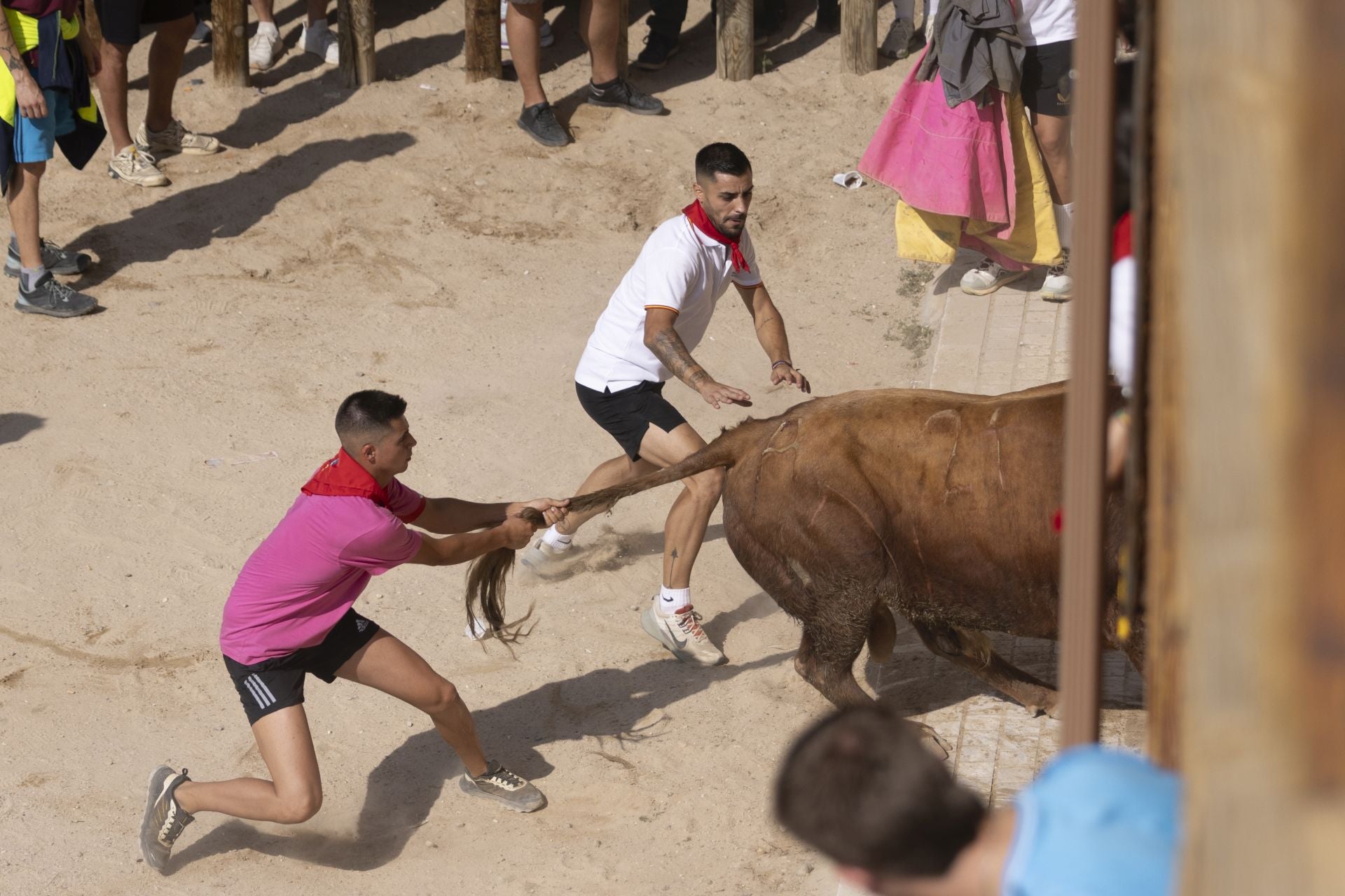 Las imágenes del encierro de Peñafiel de este viernes