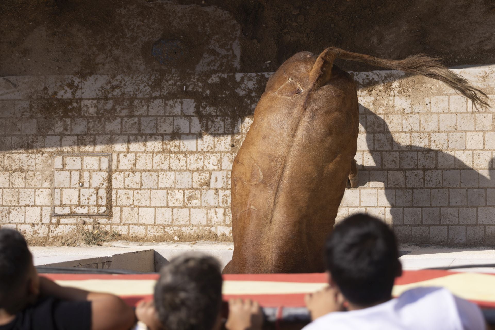 Las imágenes del encierro de Peñafiel de este viernes