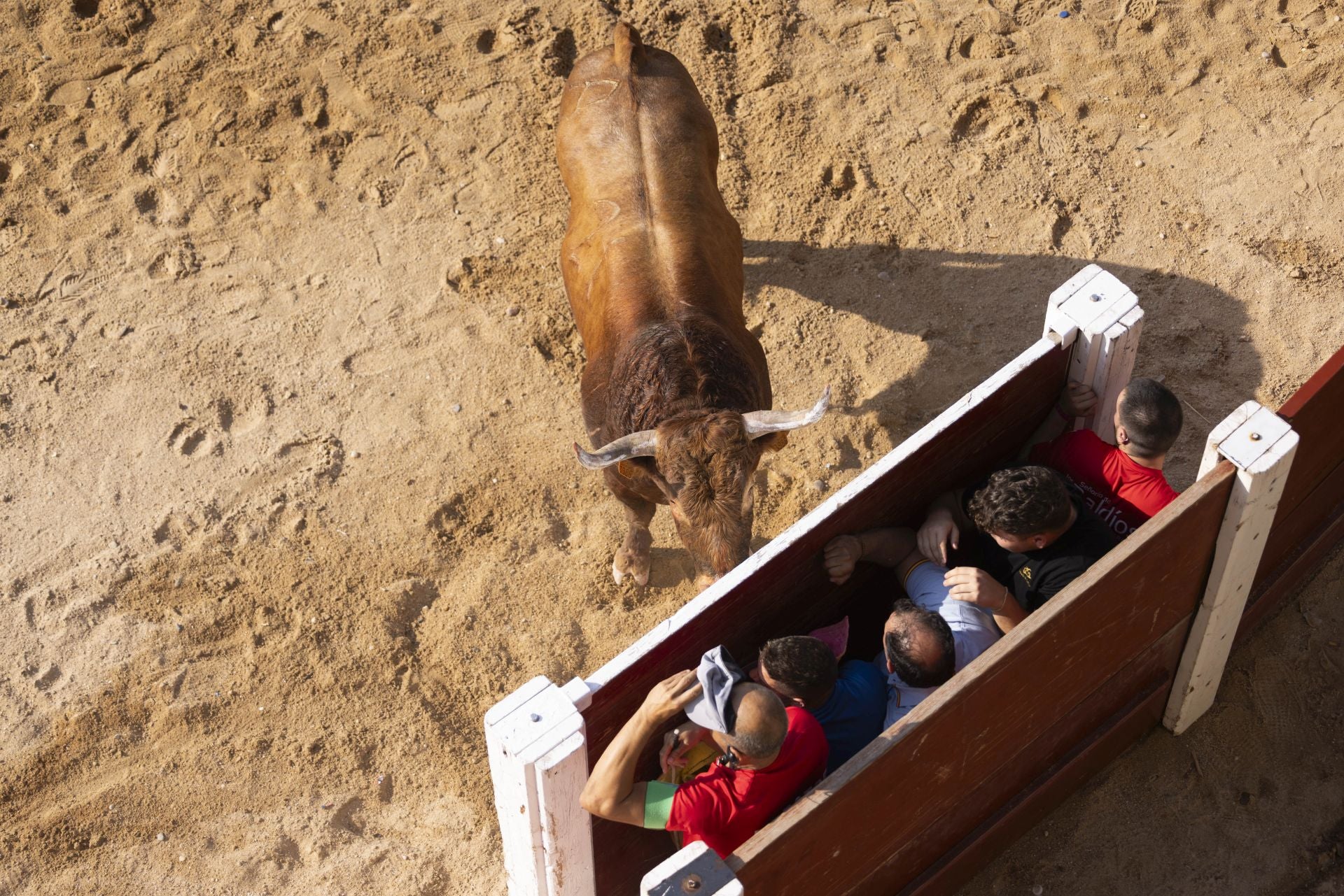Las imágenes del encierro de Peñafiel de este viernes