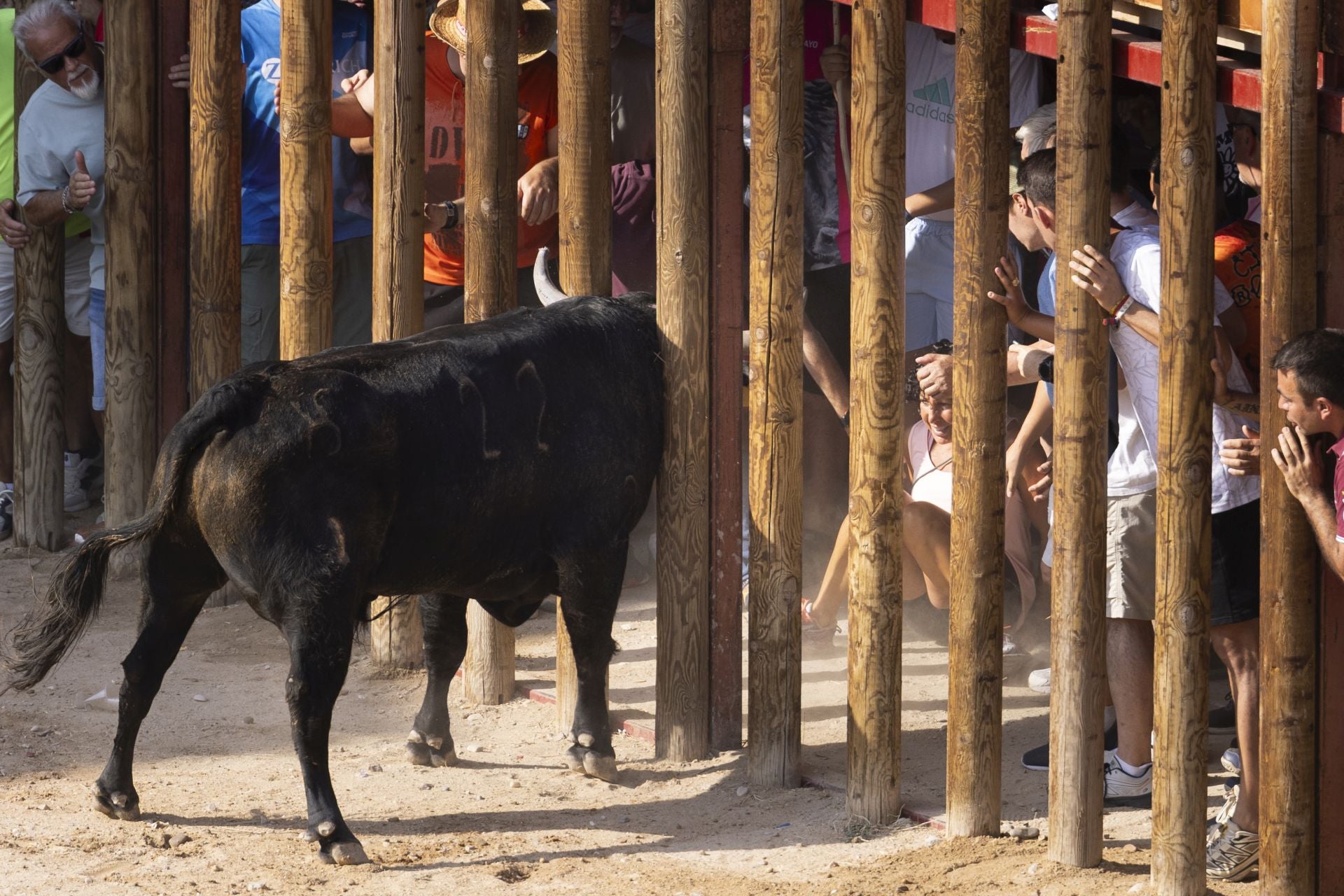 Las imágenes del encierro de Peñafiel de este viernes