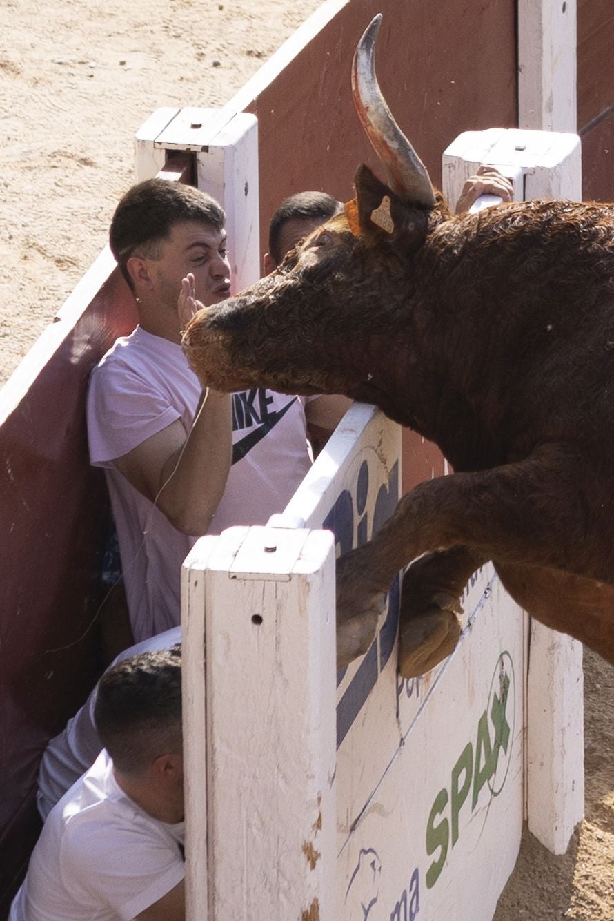 Las imágenes del encierro de Peñafiel de este viernes