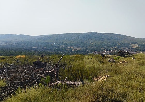 La Sierra de la Culebra ya no tiene el bosque que era en 2022.