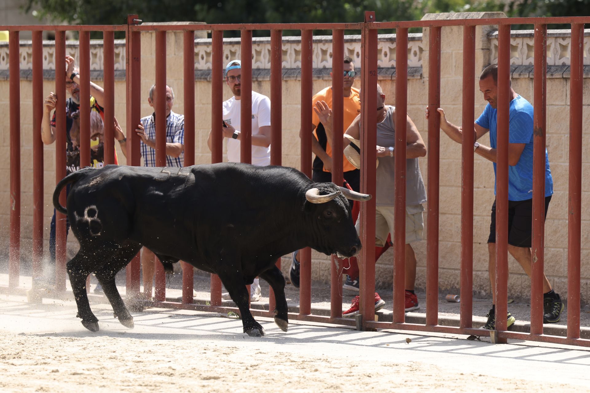 Encierro del viernes en Viana de Cega