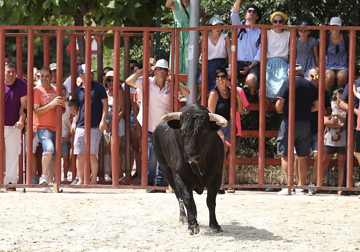 Encierro del viernes en Viana de Cega