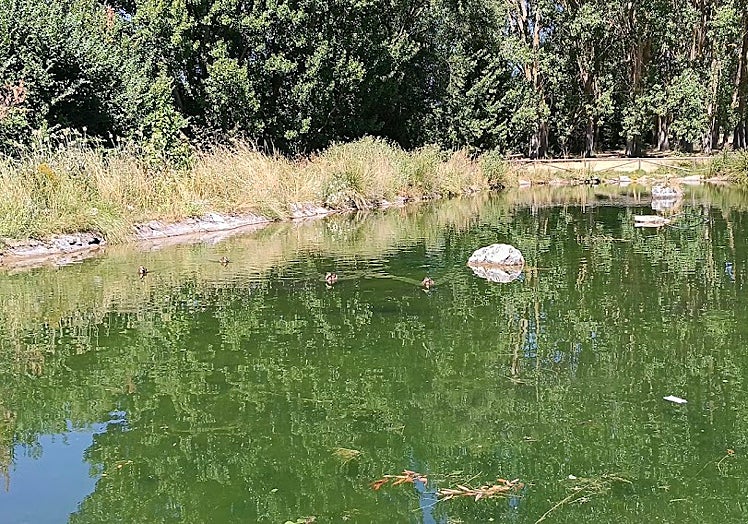 Arroyo del Prado en Valdevimbre.