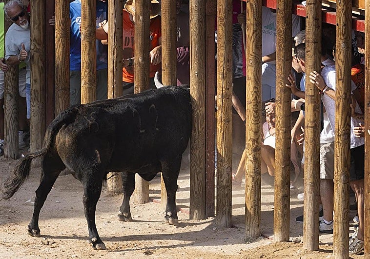 Corneada una mujer en la zona pélvica durante la primera capea de ...