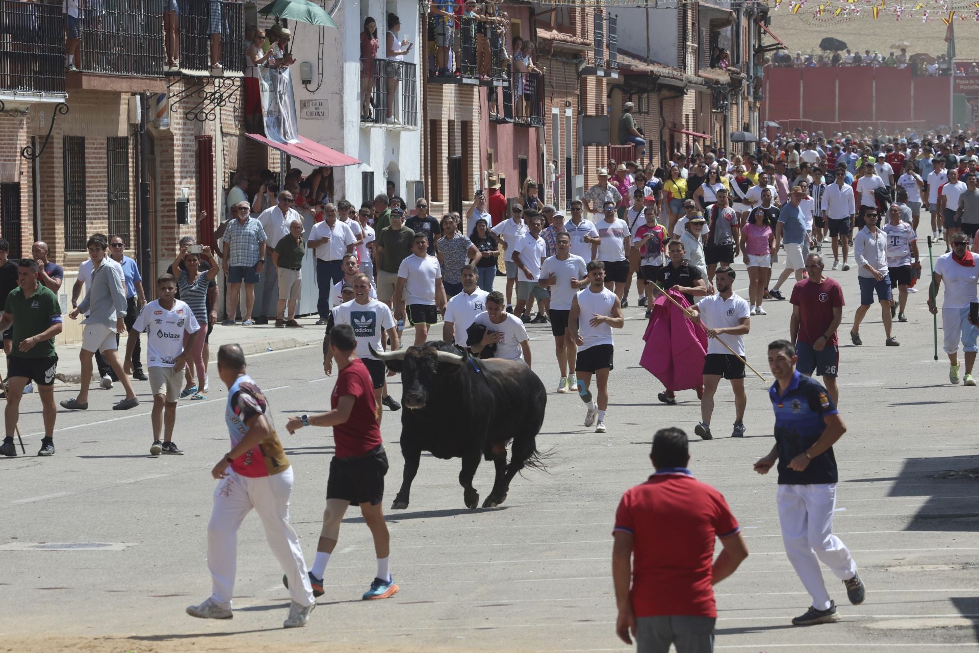 Toro del Verdejo en Rueda