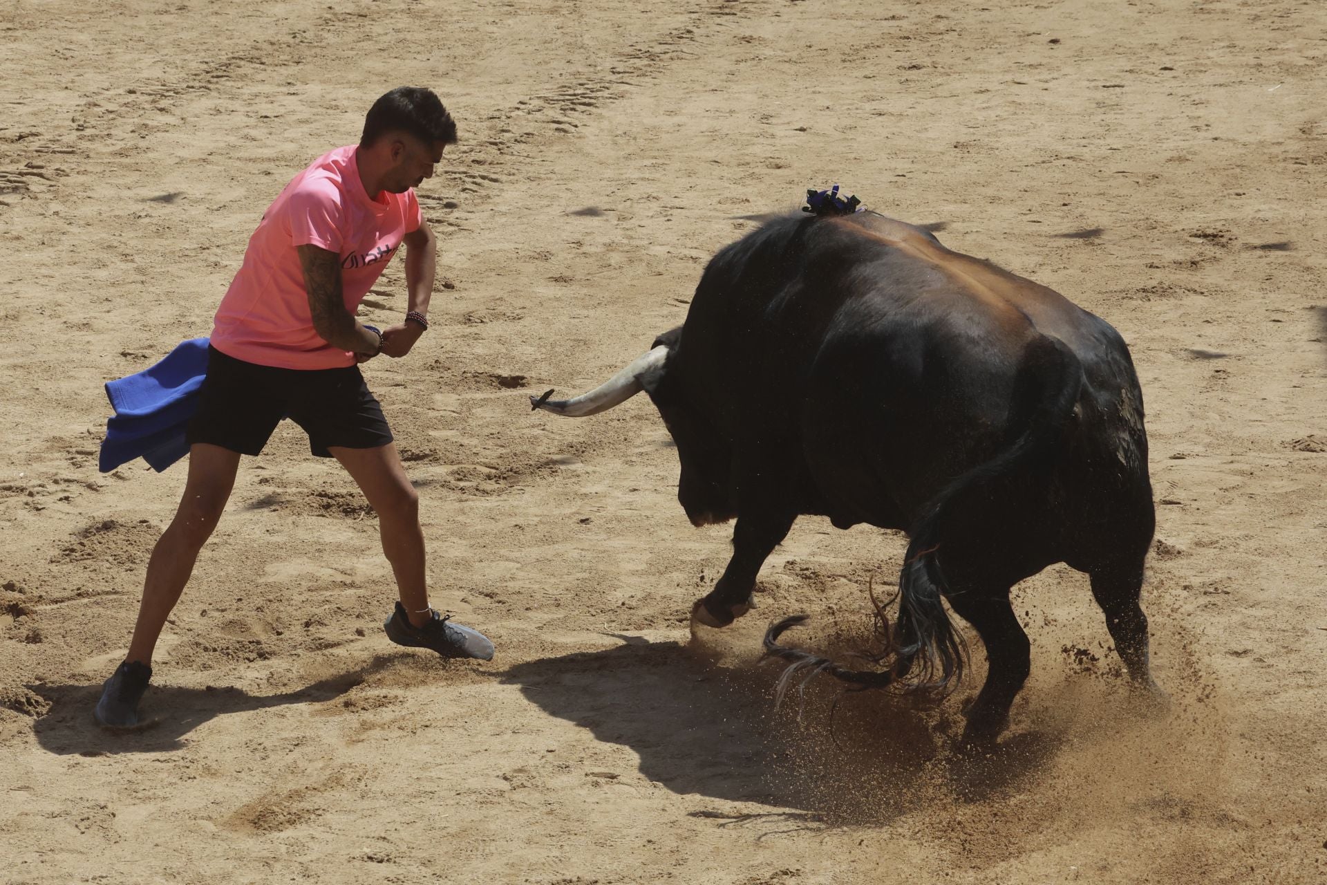 Toro del Verdejo en Rueda