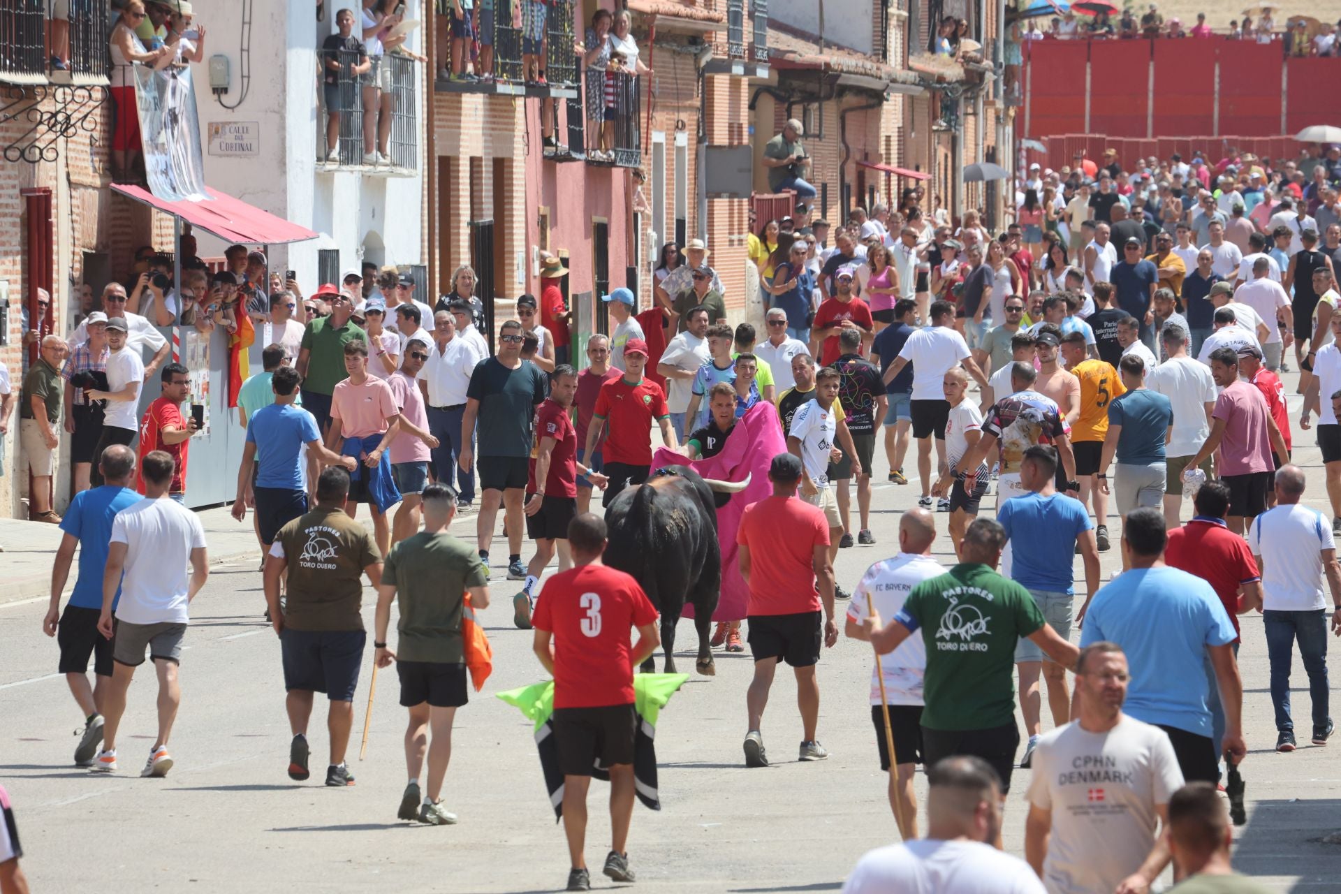 Toro del Verdejo en Rueda