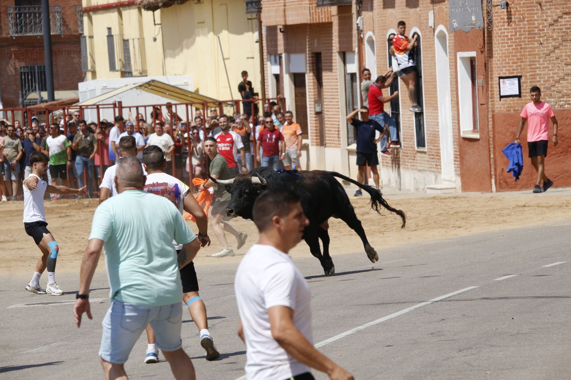 Toro del Verdejo en Rueda