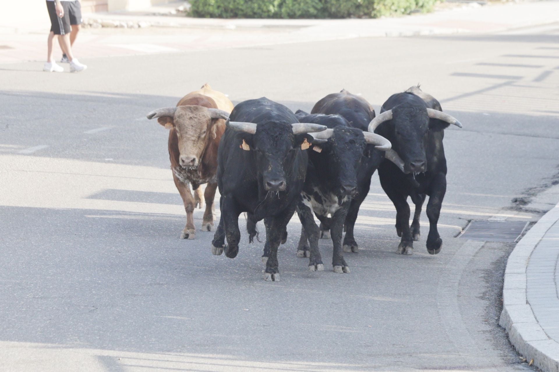 Las imágenes del encierro de Tudela de Duero de este sábado