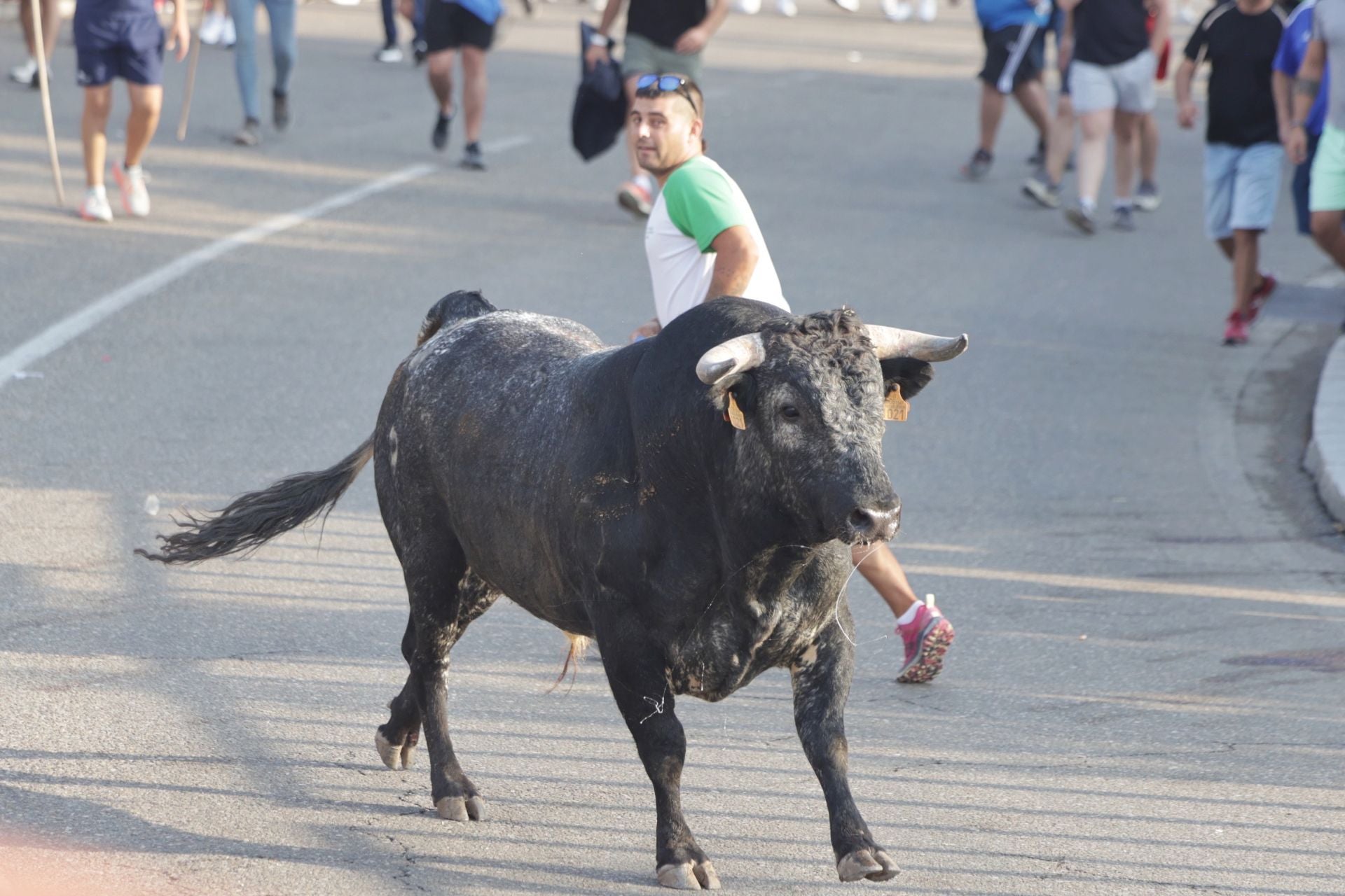 Las imágenes del encierro de Tudela de Duero de este sábado