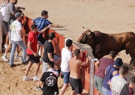 Encierro y capea del sábado en Peñafiel