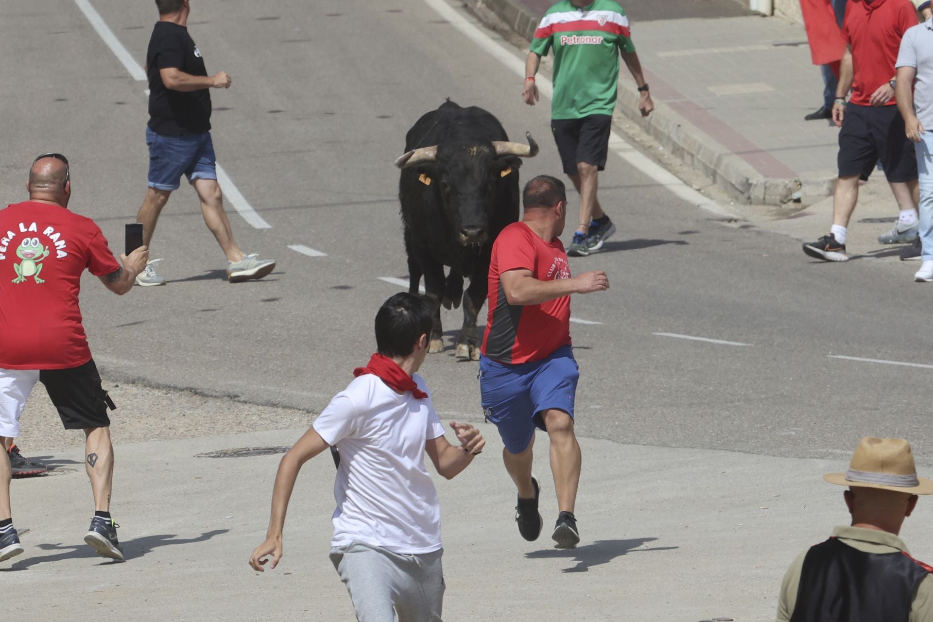 Tercer encierro en las fiestas de Rueda