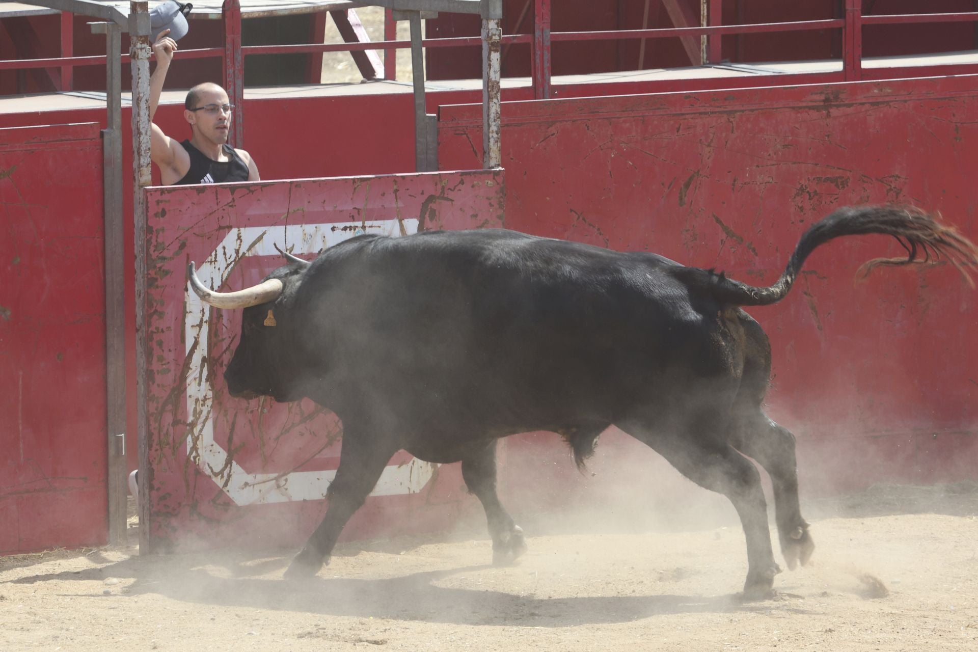 Tercer encierro en las fiestas de Rueda