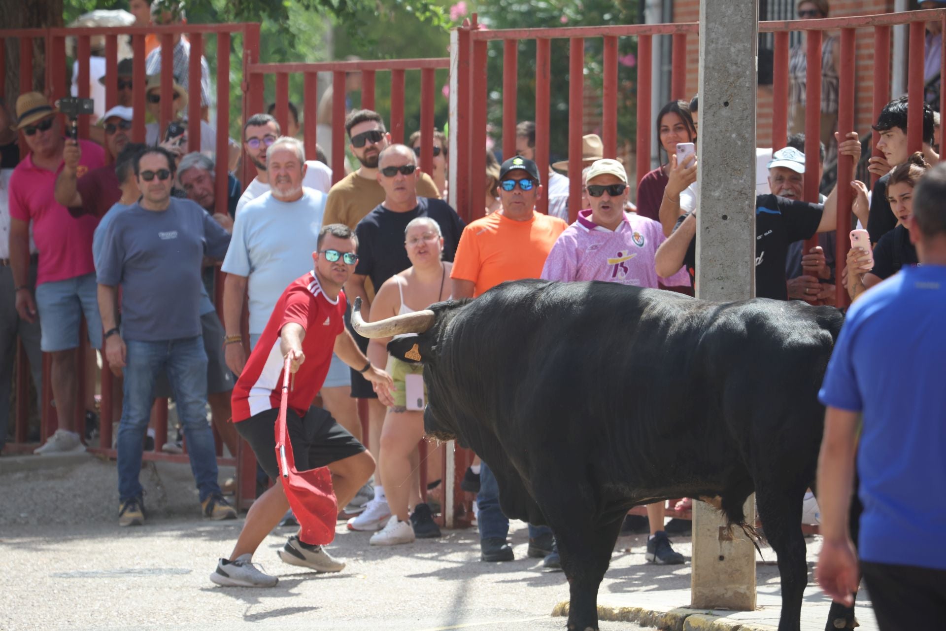 Tercer encierro en las fiestas de Rueda