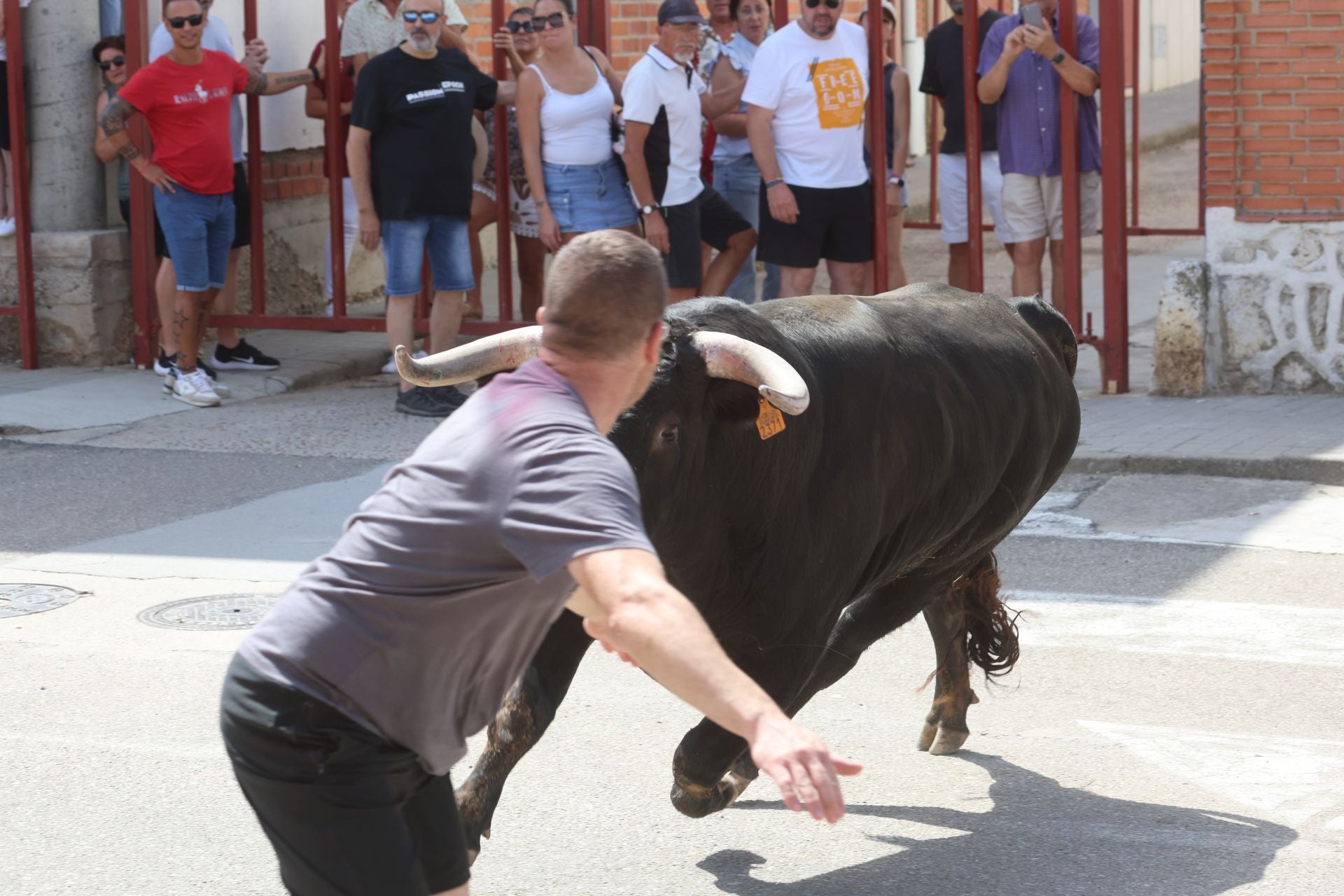 Tercer encierro en las fiestas de Rueda