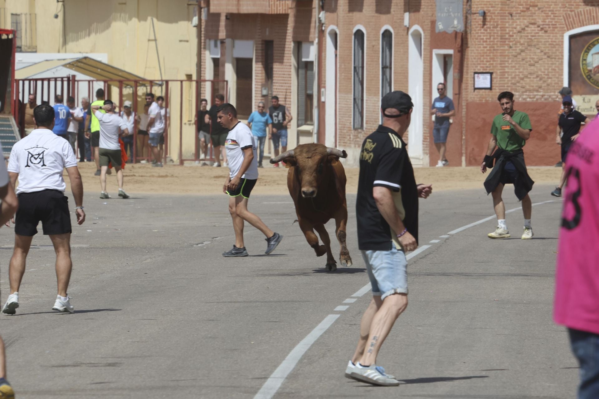 Tercer encierro en las fiestas de Rueda