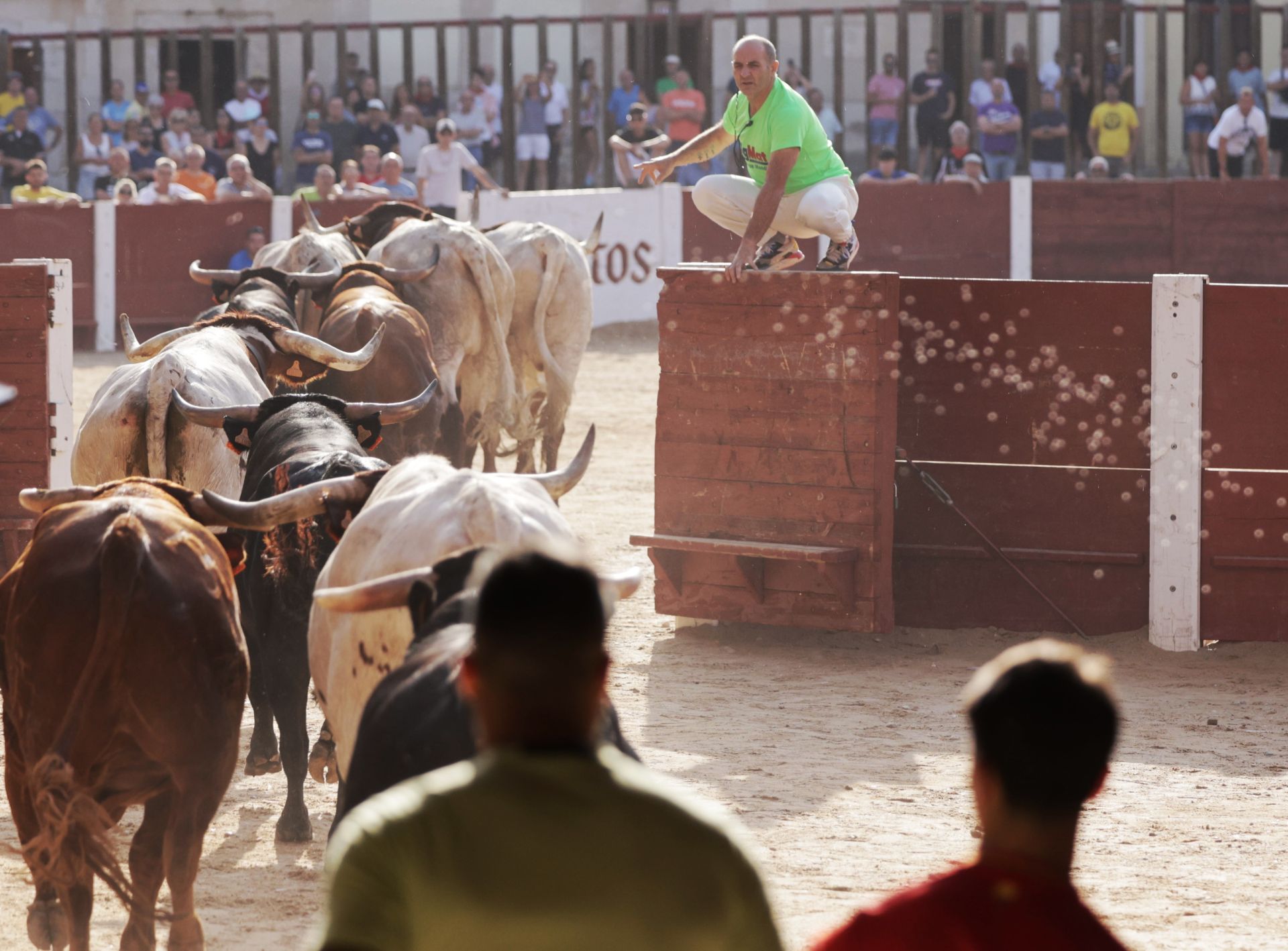 Encierro y capea del sábado en Peñafiel