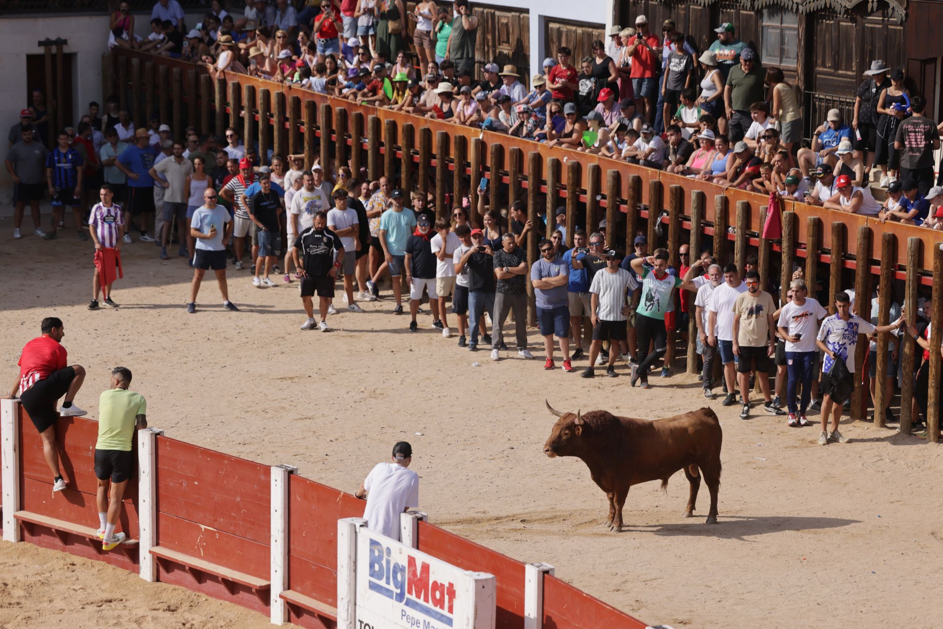 Encierro y capea del sábado en Peñafiel