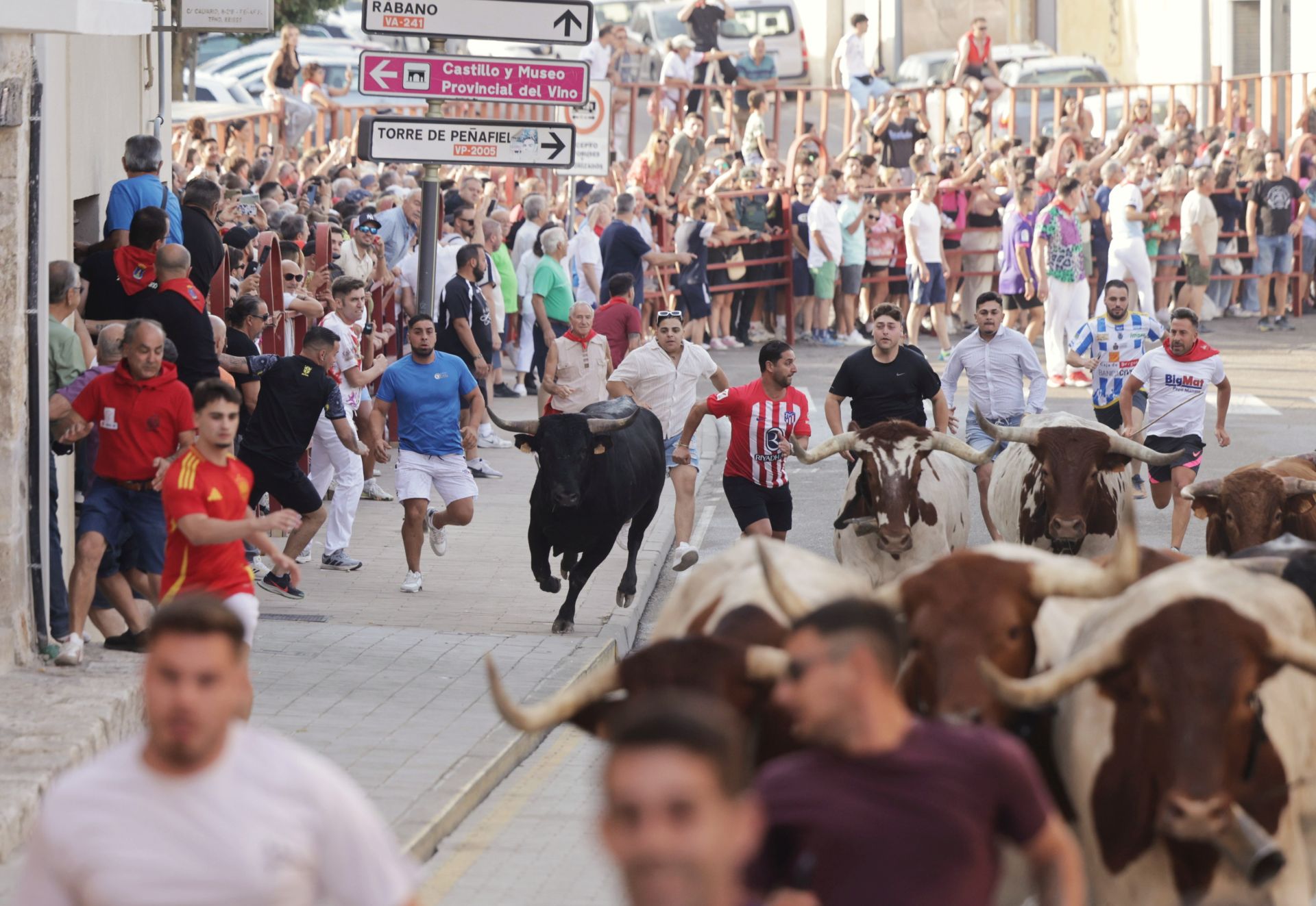 Encierro y capea del sábado en Peñafiel
