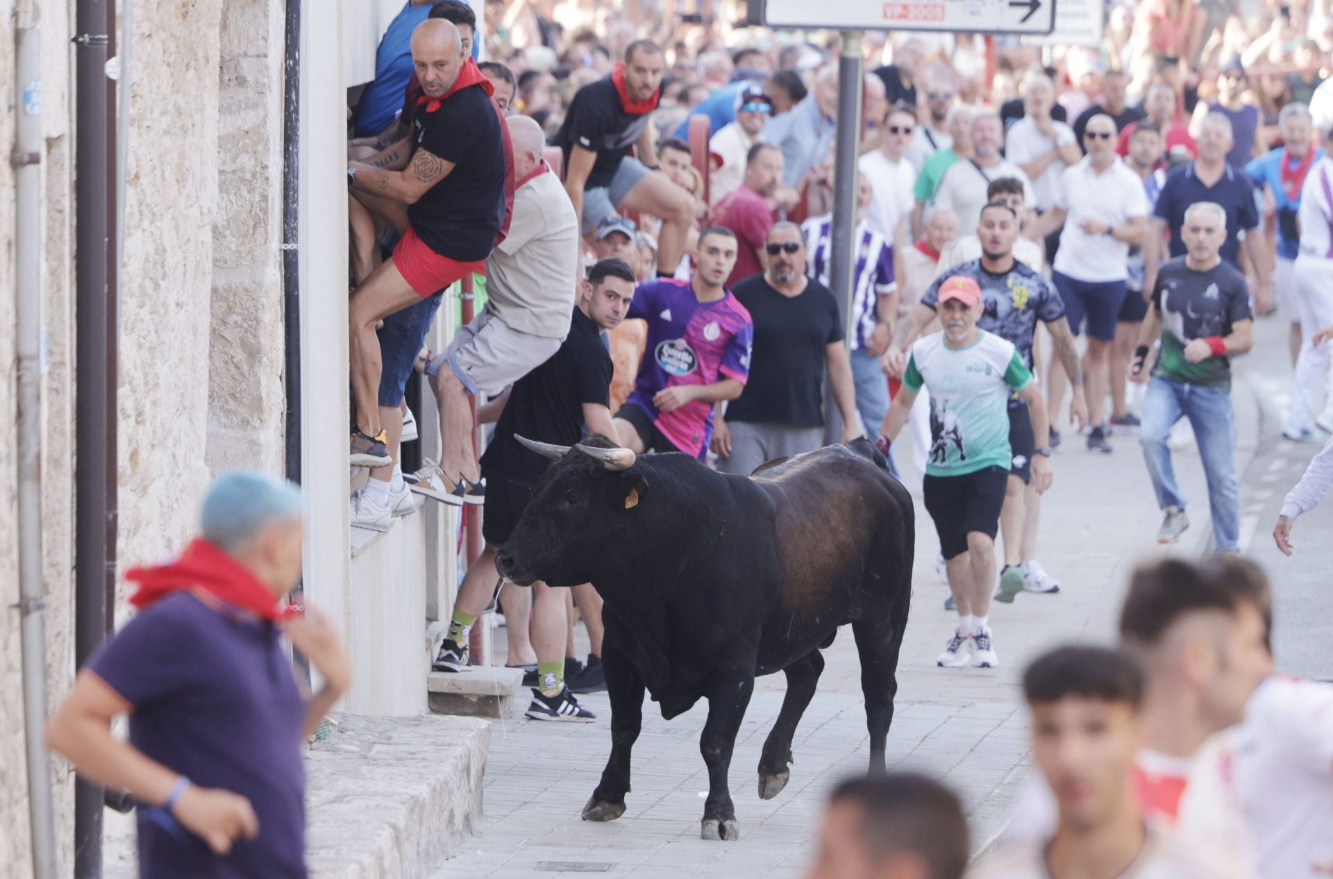 Encierro y capea del sábado en Peñafiel