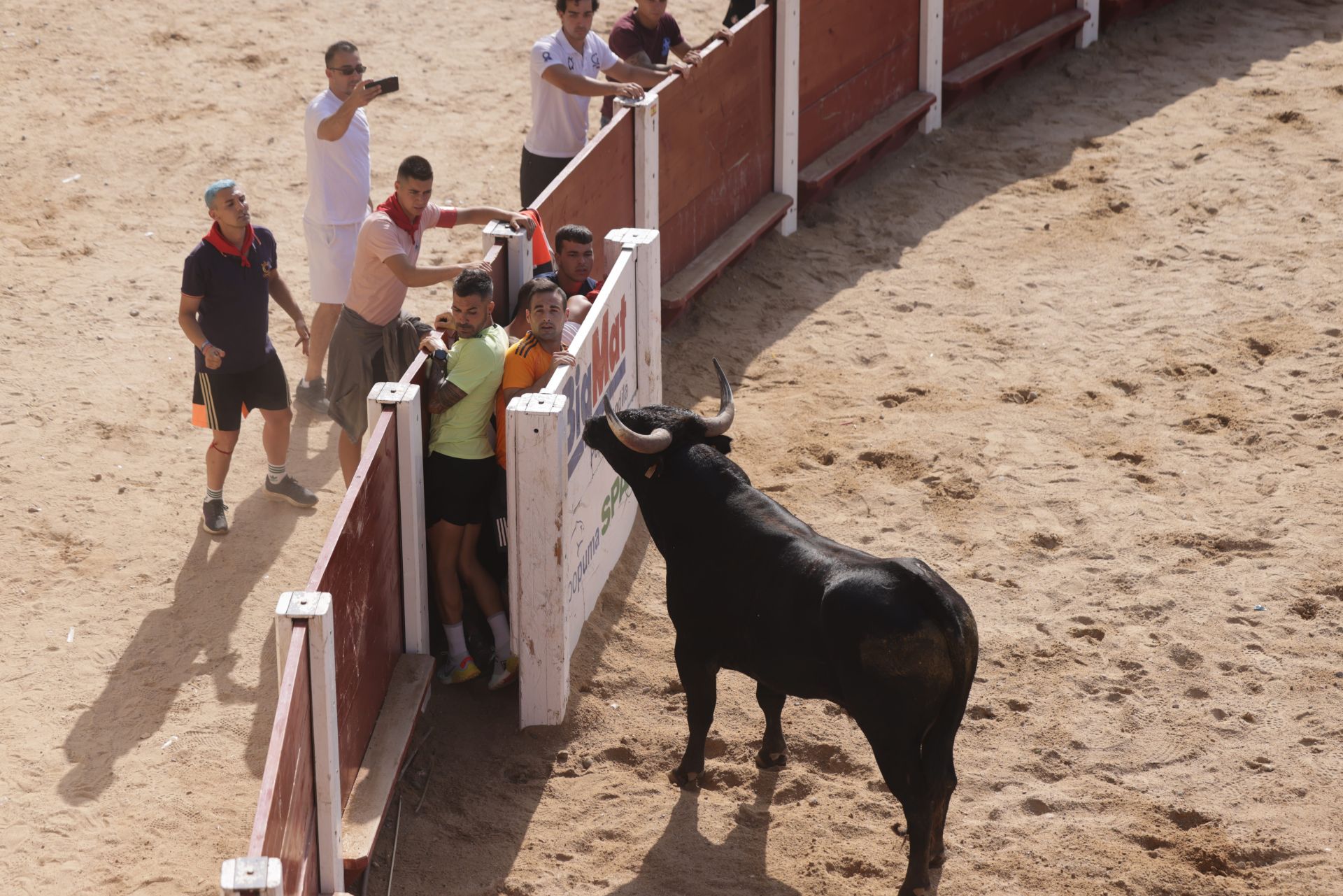 Encierro y capea del sábado en Peñafiel