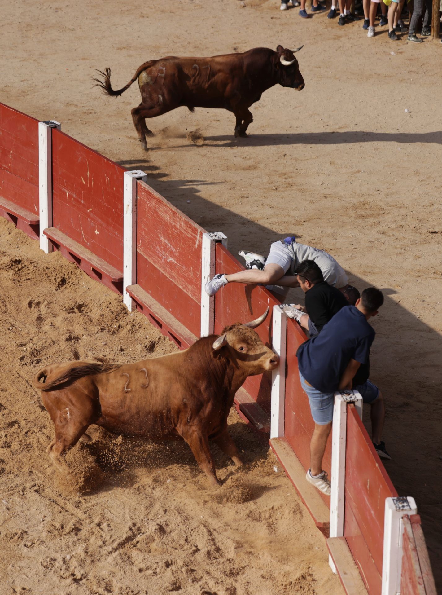 Encierro y capea del sábado en Peñafiel