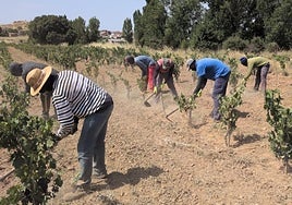 Temporeros en la explotación burgalesa de Quintana del Pidio, en Ribera del Duero.