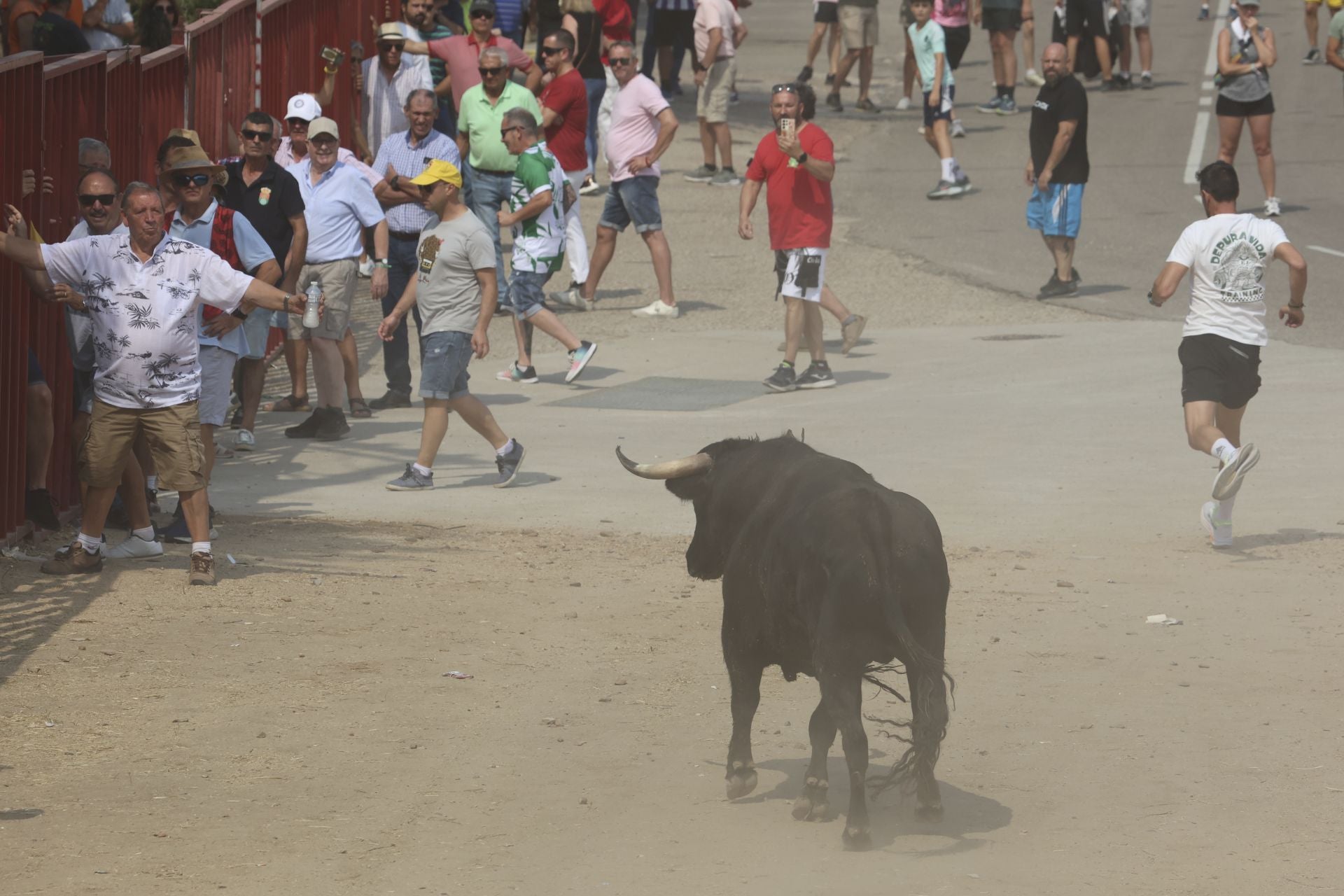 Encierro del domingo en las fiestas de Rueda