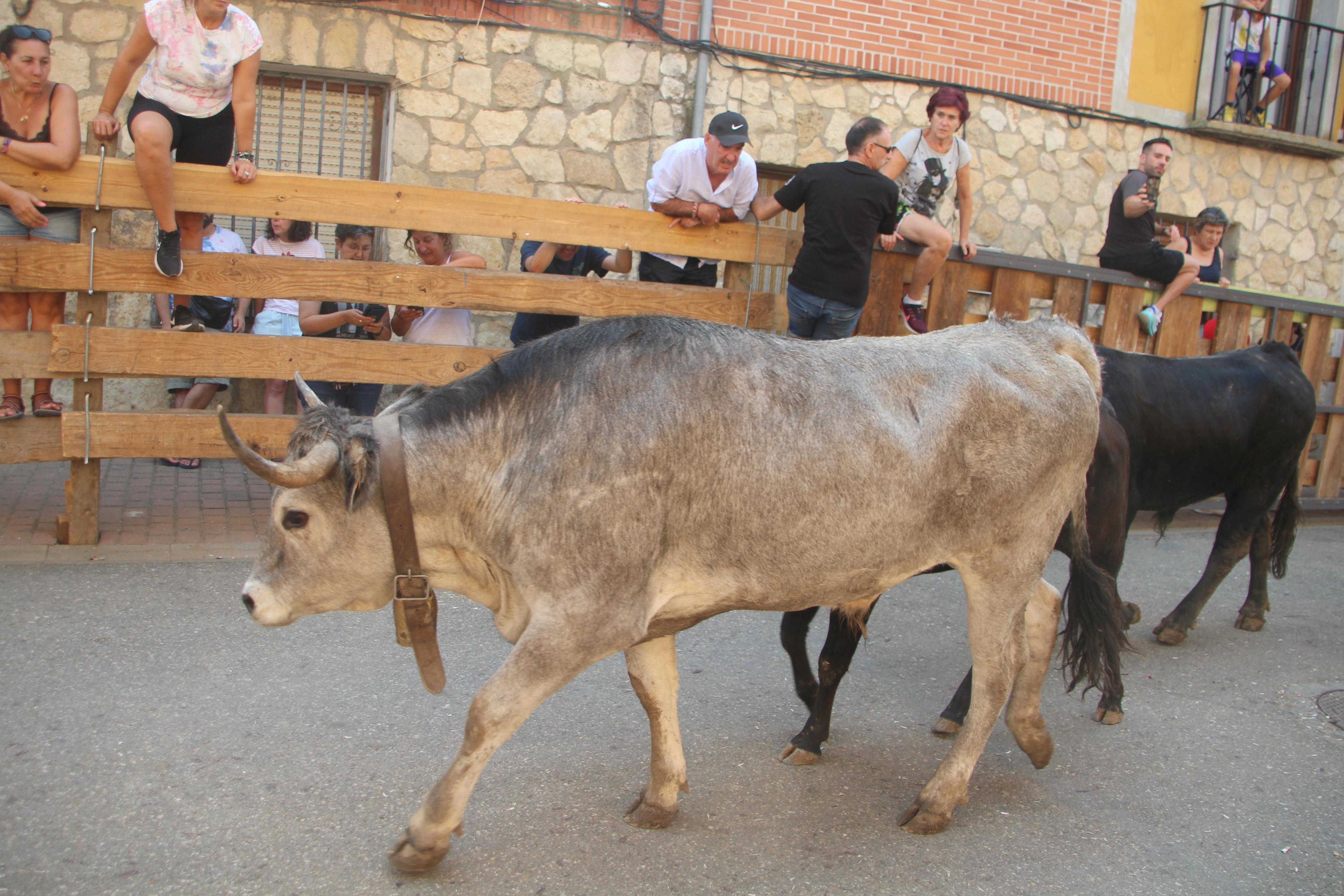 Torquemada disfruta de los Encierros