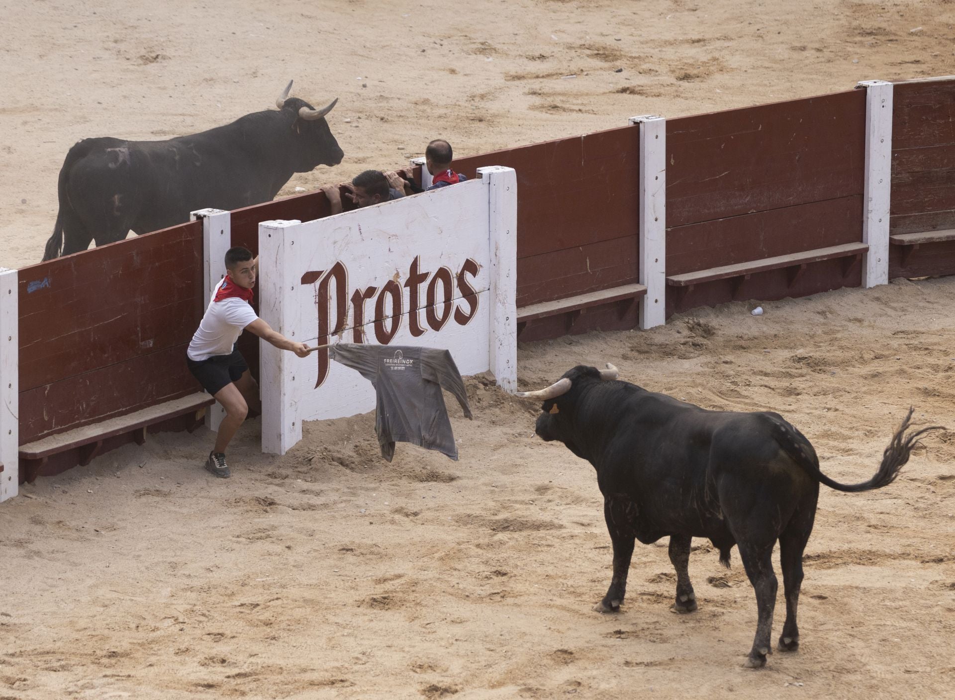 Encierro y capea del domingo en las fiestas de Peñafiel