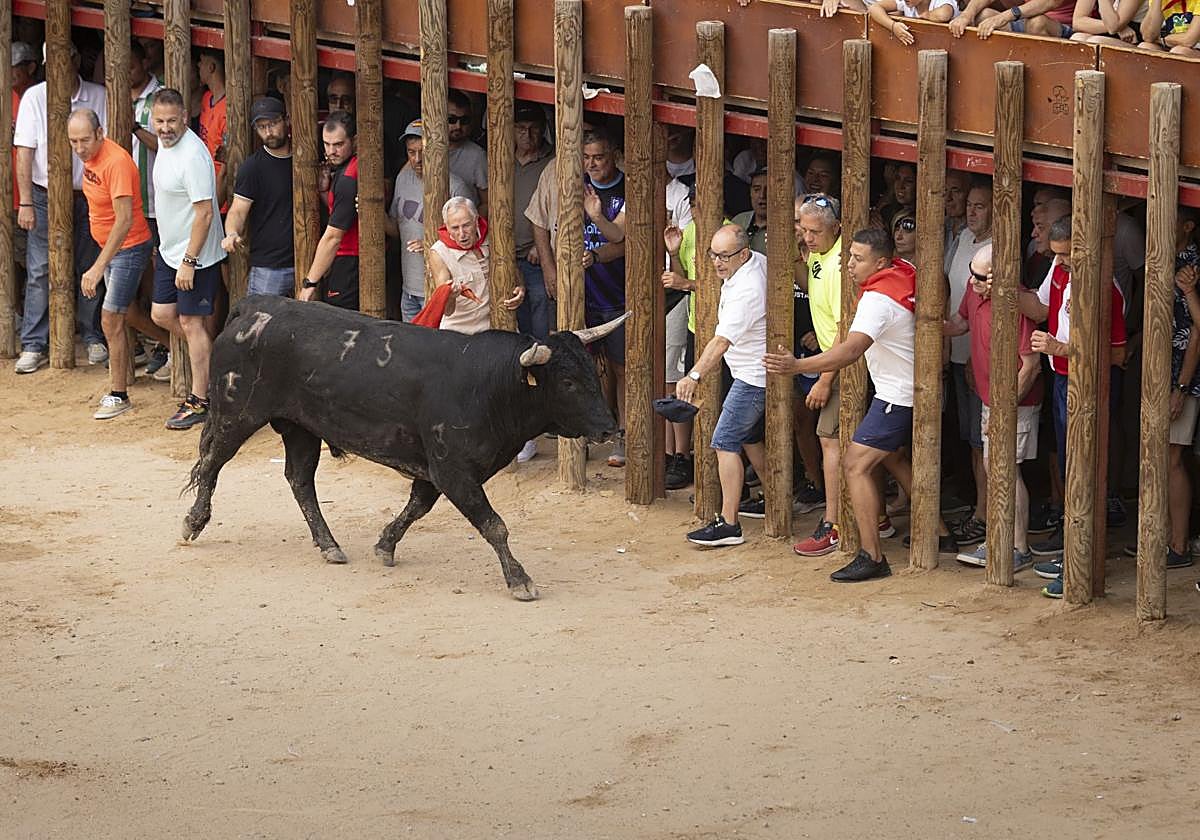 Encierro y capea del domingo en las fiestas de Peñafiel
