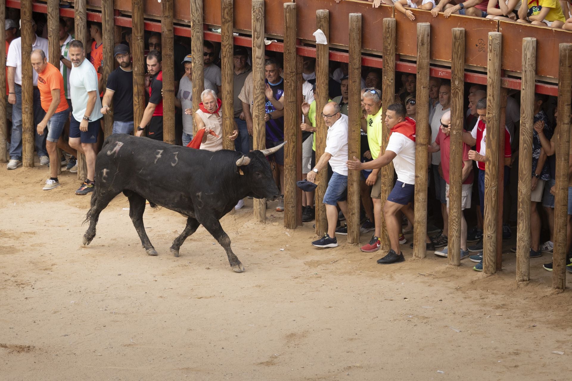 Encierro y capea del domingo en las fiestas de Peñafiel