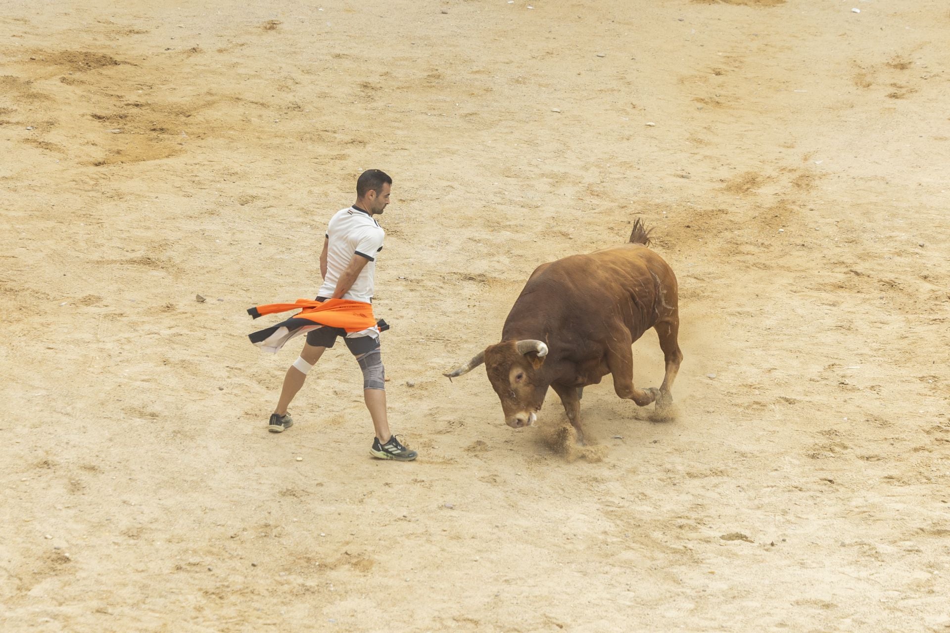 El último encierro de Peñafiel, en imágenes