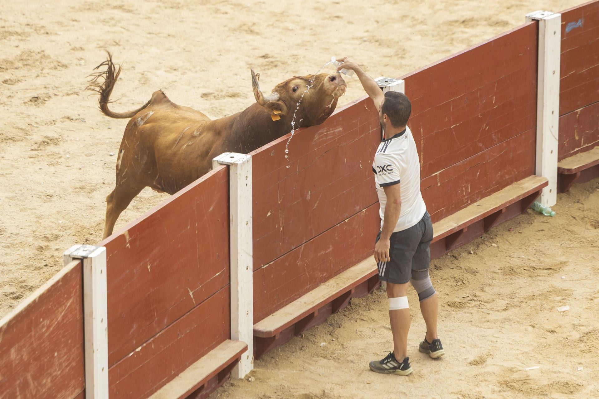 El último encierro de Peñafiel, en imágenes