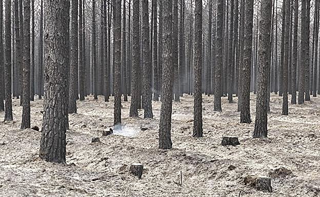 Pinar de Riocamba, abrasado.