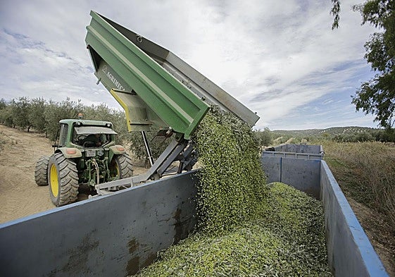 Recogida de olivas para la elaboración de aceite.