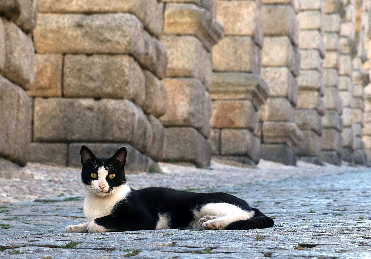 Un gato descansa junto a los pilares del Acueducto.