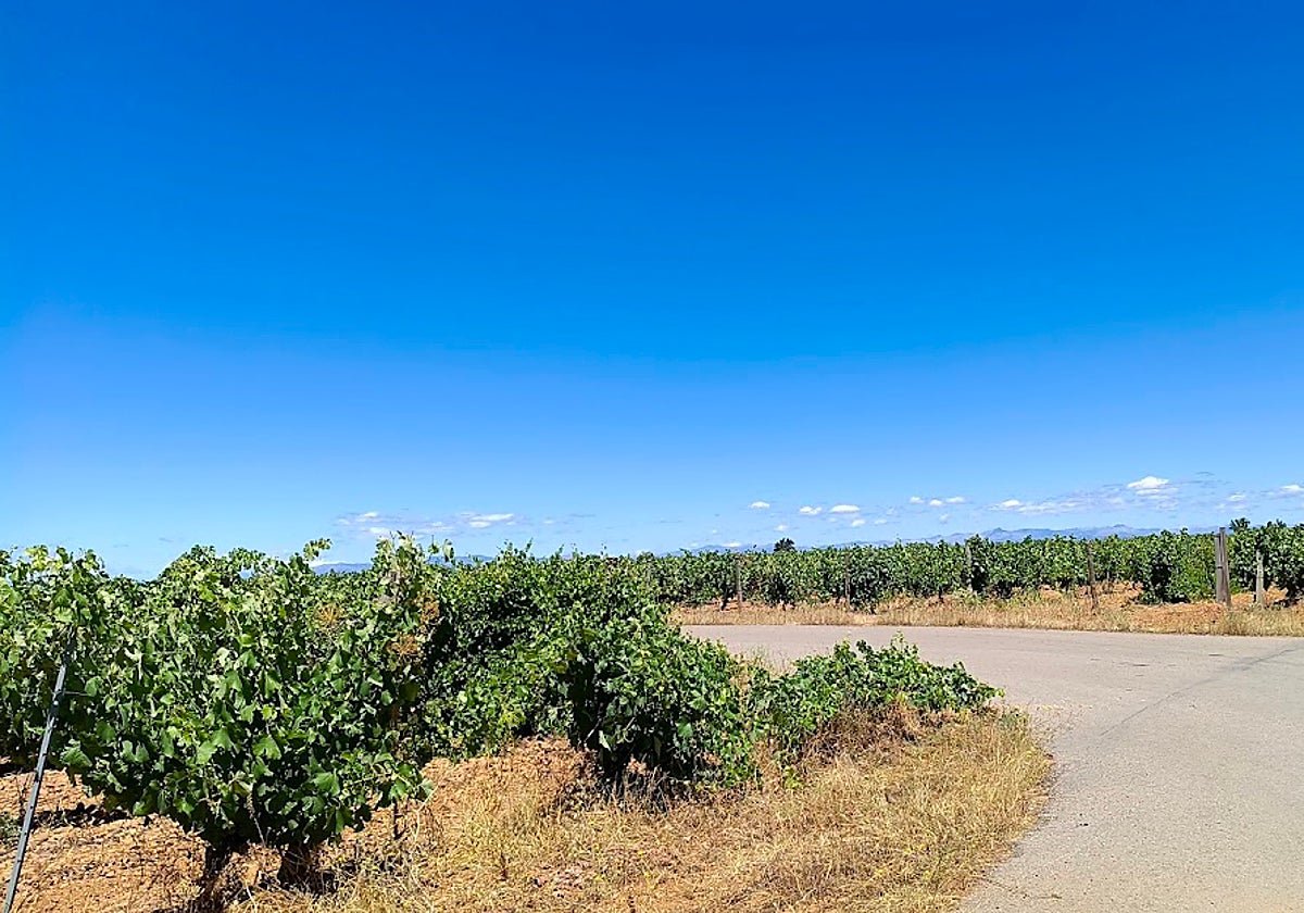 Viñedos con uvas de variedad Pietro Picudo en la localidad de Valdevimbre.