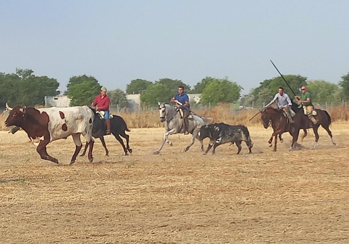 Un momento del encierro por el campo este lunes en Aldeamayor.