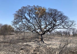 La Encinona de Genestacio de la Vega tras el fuego del incendio de Castrocalbón.